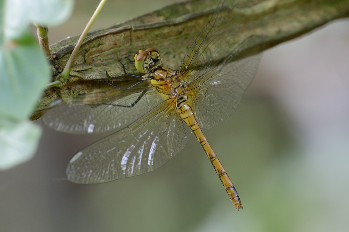 Sympetrum da ID